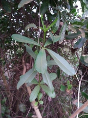 Vochysia tucanorum