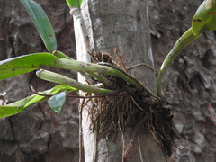 Rhyncholaelia