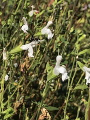 Salvia microphylla microphylla