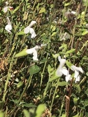 Salvia microphylla microphylla