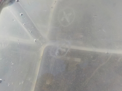 Craspedacusta sowerbii