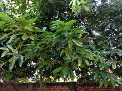 Cinnamomum kotoense