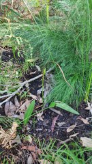 Cryptostylis