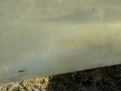 Craspedacusta sowerbii