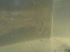 Craspedacusta sowerbii