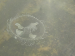 Craspedacusta sowerbii