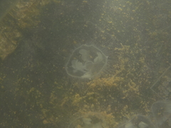 Craspedacusta sowerbii