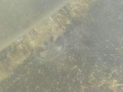 Craspedacusta sowerbii