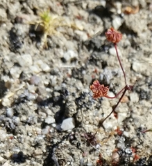 Eriogonum nortonii