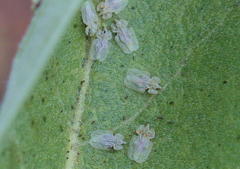 Corythucha immaculata