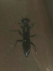 Chlorion aerarium