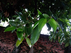 Cinnamomum kotoense