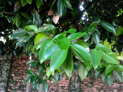 Cinnamomum kotoense