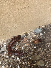 Scolopendra subspinipes