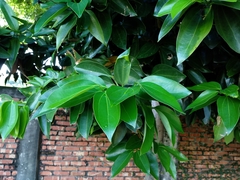 Cinnamomum kotoense