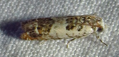 Eucosma ornatula