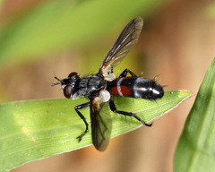 Cylindromyia bicolor