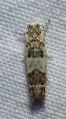 Eucosma ornatula