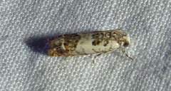 Eucosma ornatula