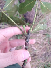 Eriotheca gracilipes