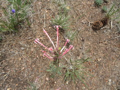 Ipomopsis aggregata collina