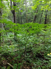 Corylus cornuta cornuta