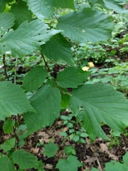 Corylus cornuta cornuta