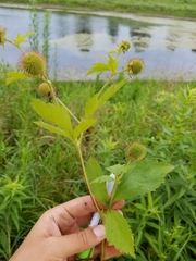 Geum laciniatum