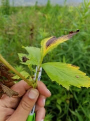 Geum laciniatum