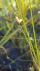 Juncus stygius