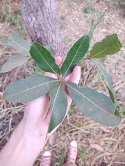 Eriotheca gracilipes