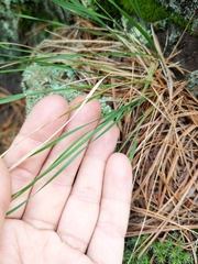 Piptatheropsis pungens