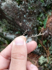 Piptatheropsis pungens