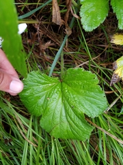 Geum laciniatum