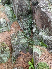 Piptatheropsis pungens