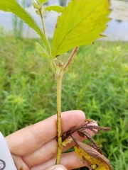 Geum laciniatum
