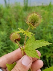 Geum laciniatum