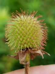Geum laciniatum