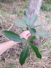 Eriotheca gracilipes