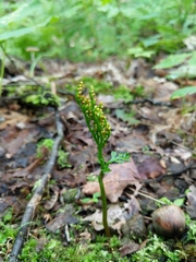 Botrychium angustisegmentum