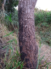 Eriotheca gracilipes