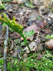 Botrychium angustisegmentum