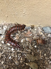 Scolopendra subspinipes