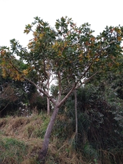 Eriotheca gracilipes