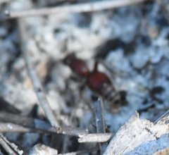 Dasymutilla nigripes