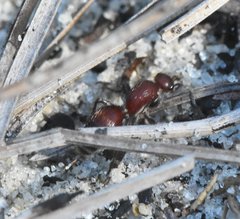 Dasymutilla nigripes