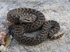 Crotalus pricei