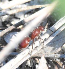 Dasymutilla nigripes