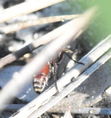 Dasymutilla nigripes