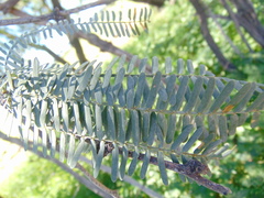 Prosopis odorata